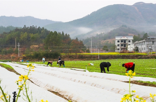 Busy Spring Farming Scene in Xintian