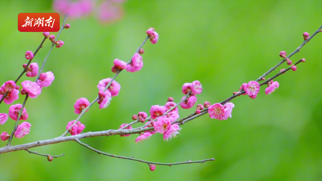 傲梅盛开迎春来 南岳这处有十余种梅花等您来赏！