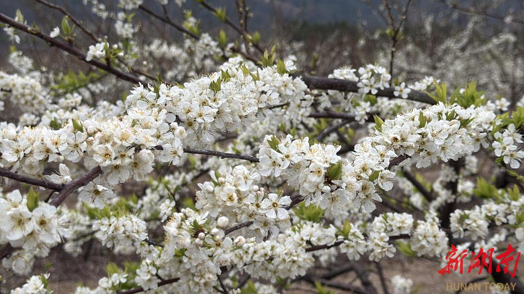 江永：李花吐芬芳 春天添希望