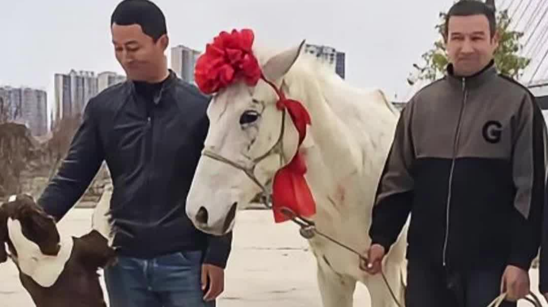 军哥说新闻｜给白龙马戴大红花？为何暖了全网的心
