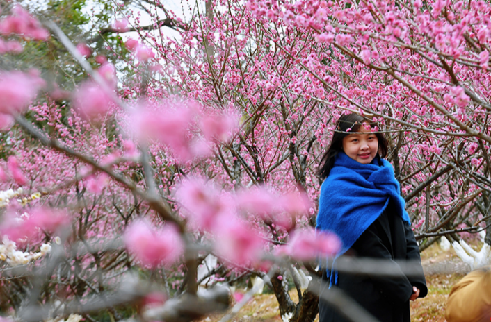 People Enjoy Plum Blossoms in Early Spring