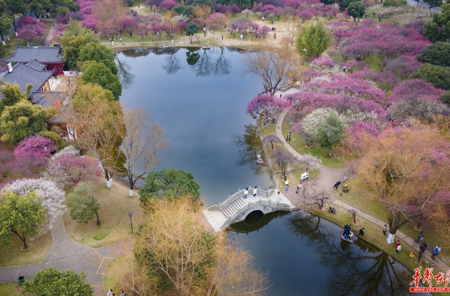 橘子洲梅花绽放 春日限定景色等你来打卡！