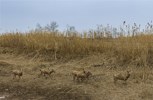 Elks Roam Among the Reeds in Huarong County