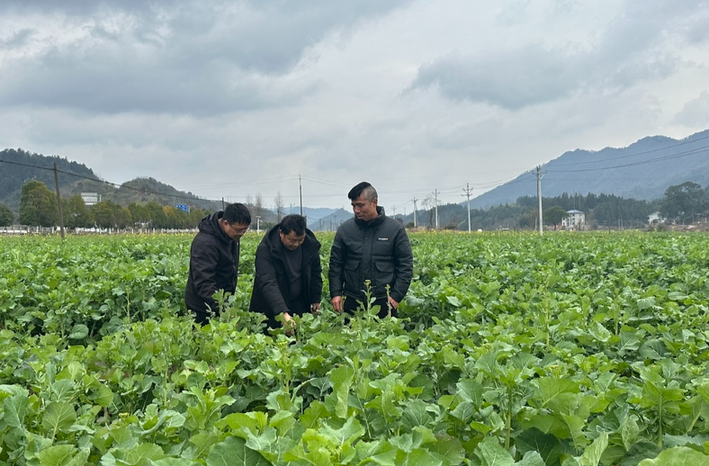 靖州：订单服务田间管理，确保油菜稳产增收