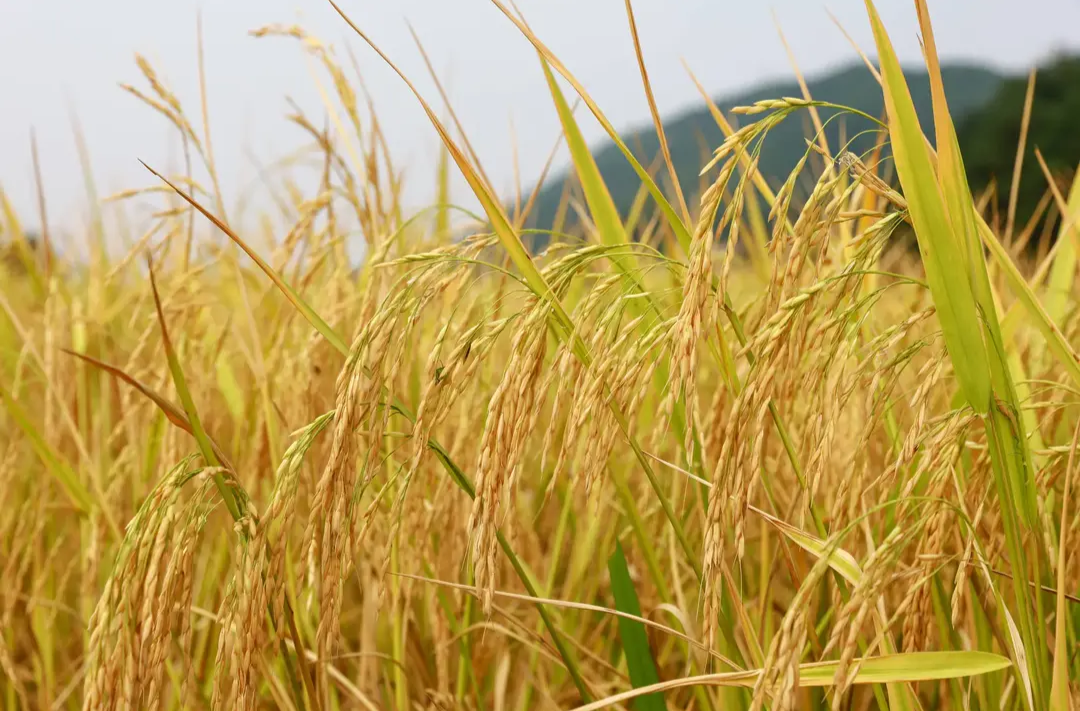 主食吃得少了，我们还需要这么多粮食吗？