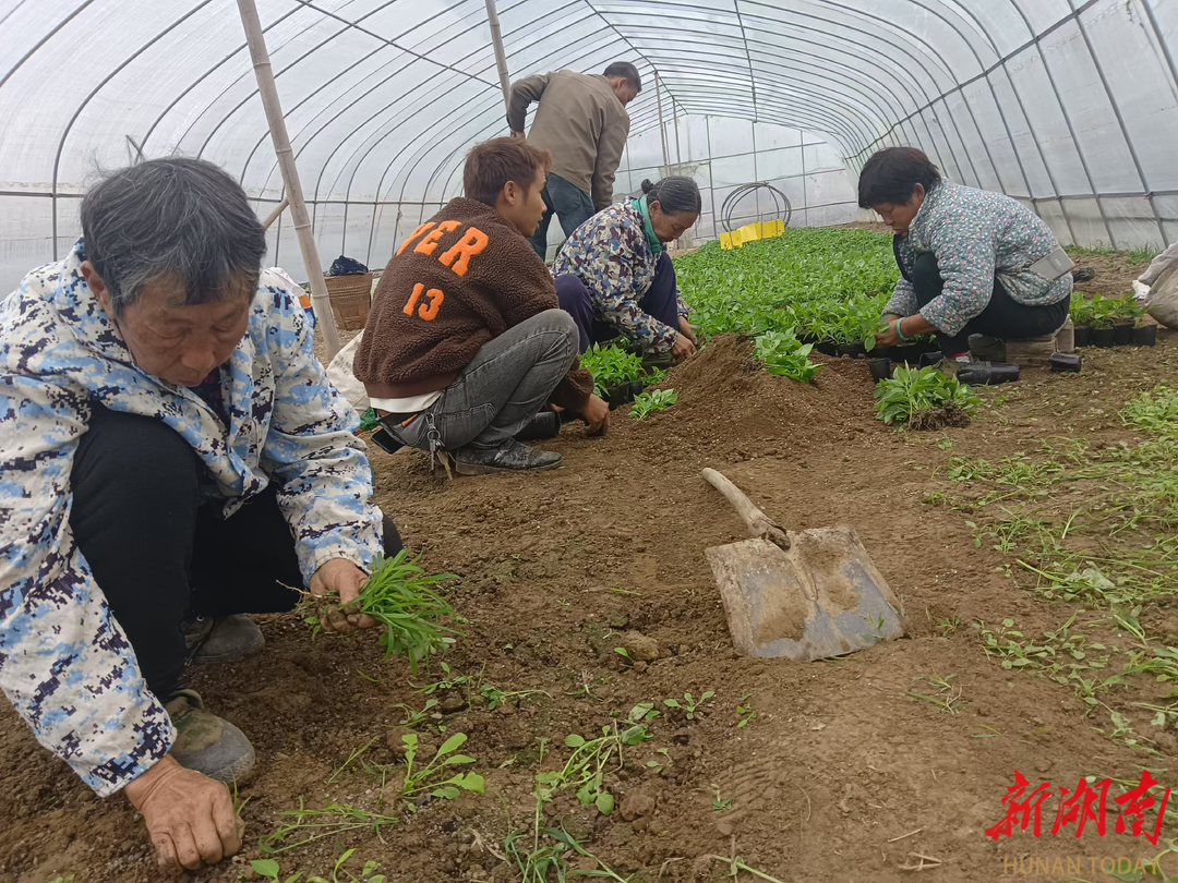 辰溪县孝坪镇：不负好春光，育苗正当时