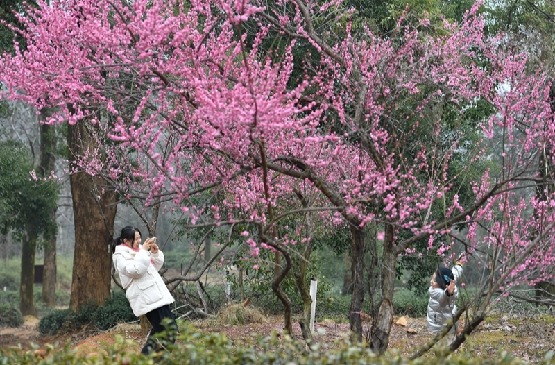 岳麓山上梅花开