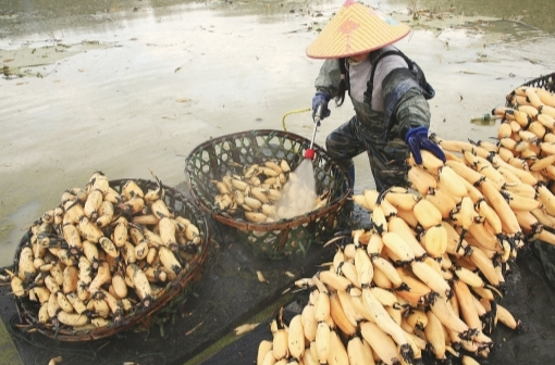莲藕种植增收致富@湖南日报