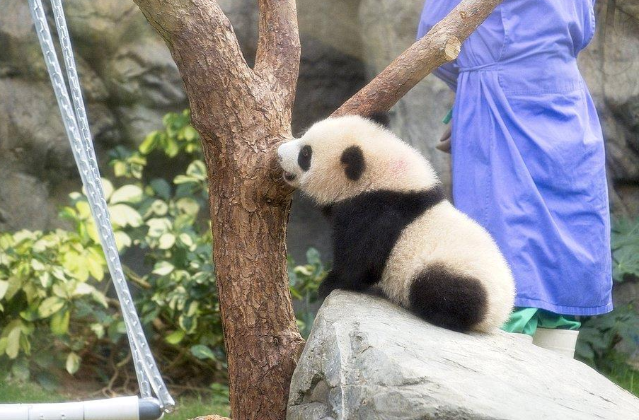 萌翻全场！香港首对龙凤胎大熊猫宝宝正式亮相🐼🐼邀你来取名