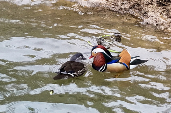 Mandarin Ducks Seen in Mishui River Wetland Park in Hengdong County