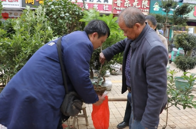 茶陵：春回大地 花卉苗木銷售旺