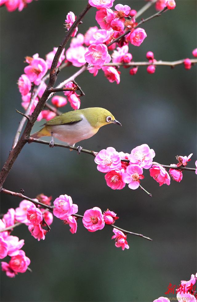 Spring Scenery of Birds and Blossoms in Hunan