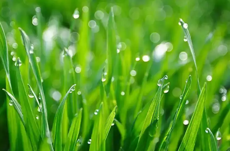 春雨贵如油为何多下农民愁？原来是这个原因