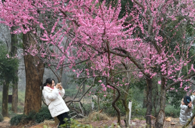 Plum Trees Enter Blossom Season in Changsha