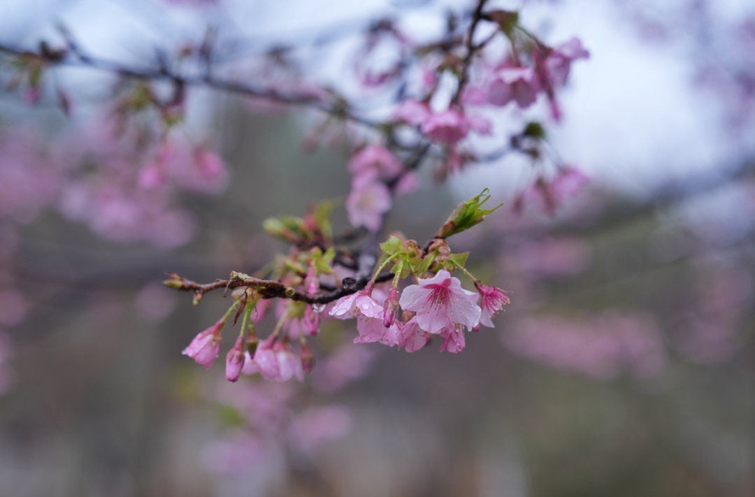 春意萌动湖南早樱苏醒，3月进入最佳观赏期