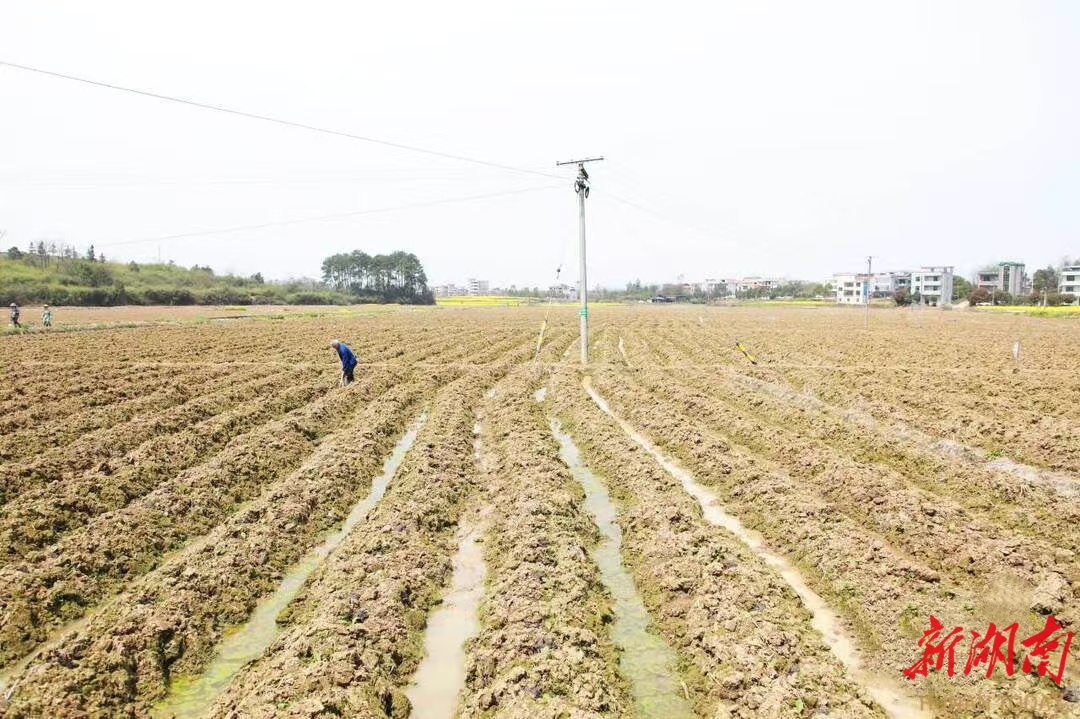 耒阳：烟田翻耕起垄忙 绘就烤烟好“丰”景