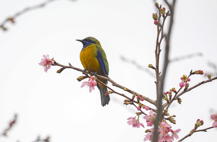 鳥(niǎo)戲花間  春意盎然