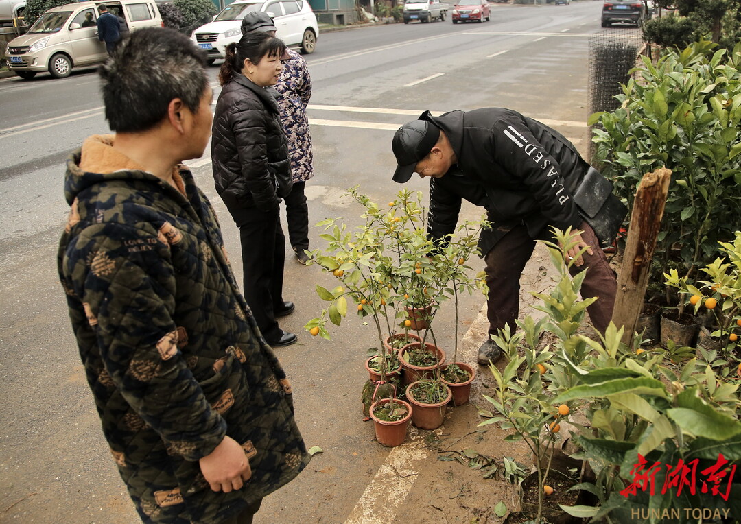 图片新闻|益阳：苗木花卉市场活力涌动