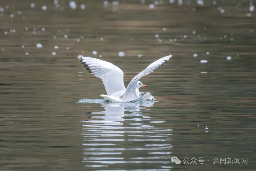 会同渠水首次发现 ! 野生动物红嘴鸥现身会同渠水国家湿地公园