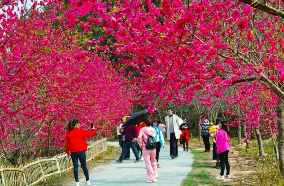 旅发宜章进行时 | 3月1日，来莽山燕子岩景区看桃花