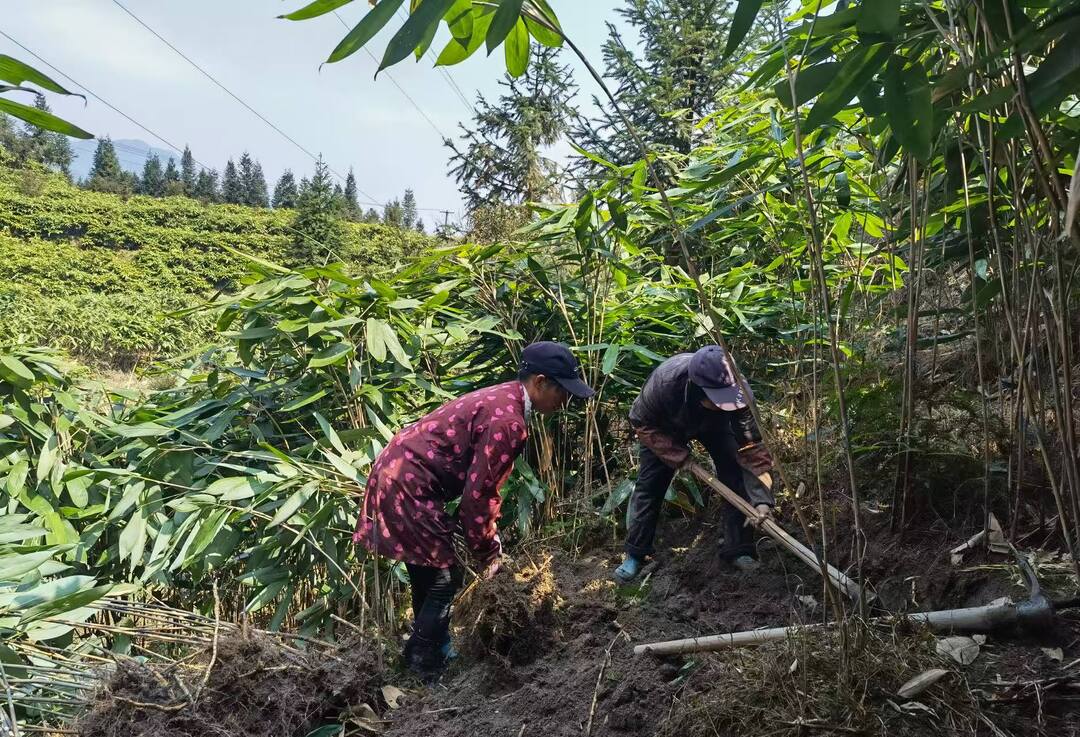 桂东县：粽叶生“金”绿满山 群众增收笑开颜