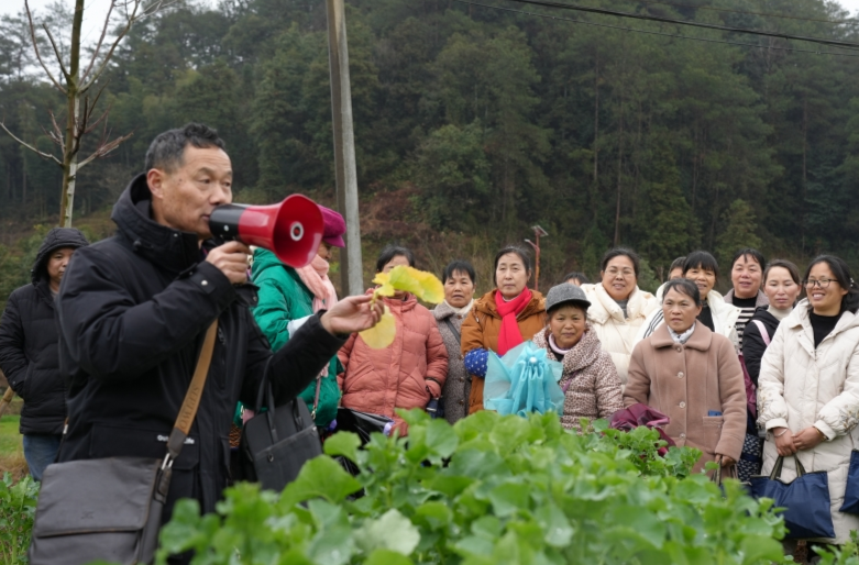 绥宁：农技人员深入田间，助力油菜病虫害防治