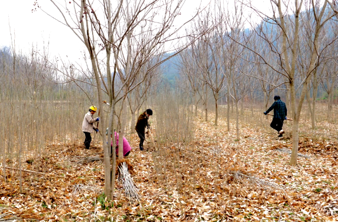 石门：推广种植无患子，种植面积达11.72万亩