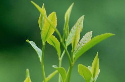 零陵：高山茶园管护忙