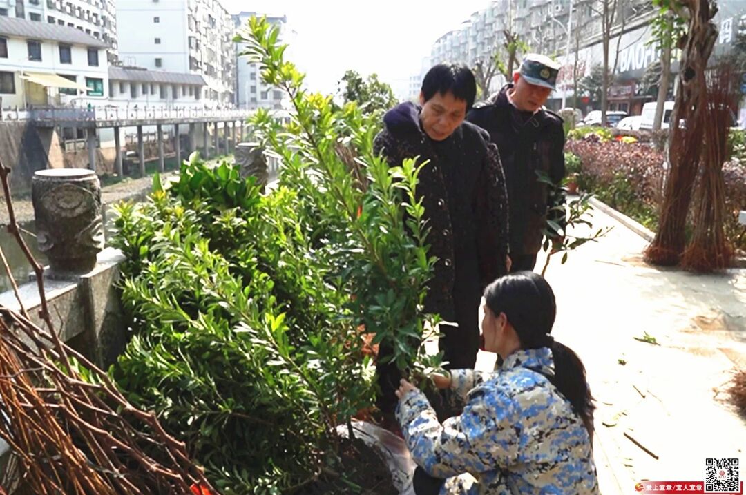 奋进春天里 | 栽“绿”正当时 宜章县苗木市场销售旺