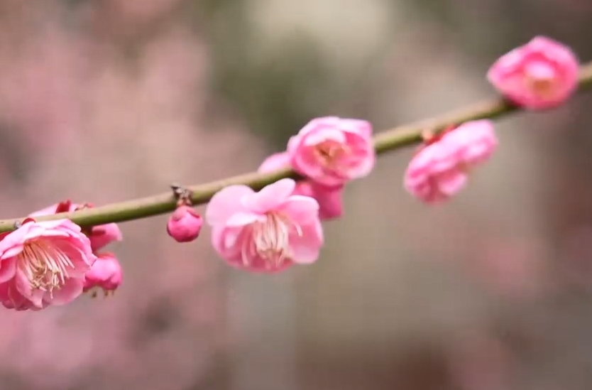 邵陽雙清區(qū)：梅林踏青覓春色