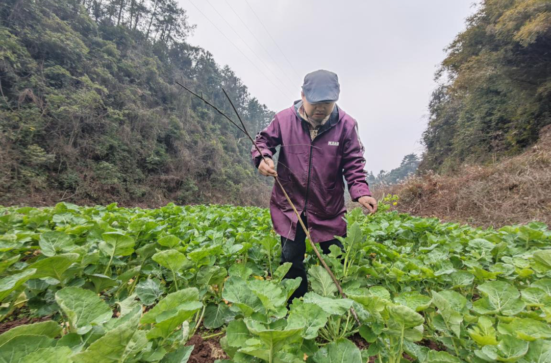 古丈县岩头寨镇：万象“耕”新 春“绘”盛景