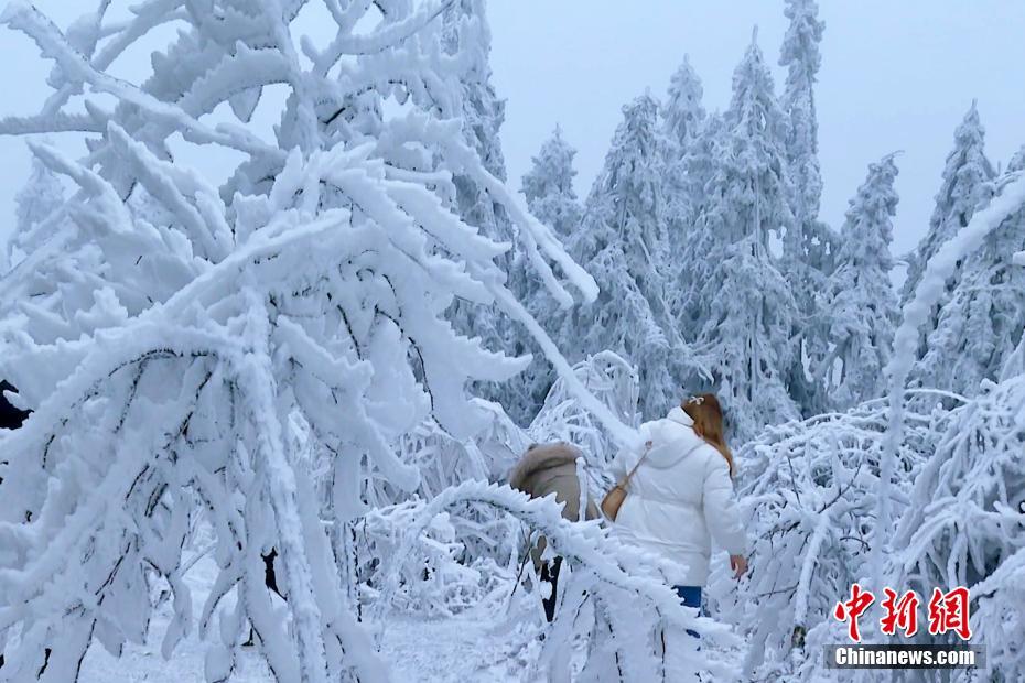 重庆武隆仙女山国家森林公园现春日雾凇美景