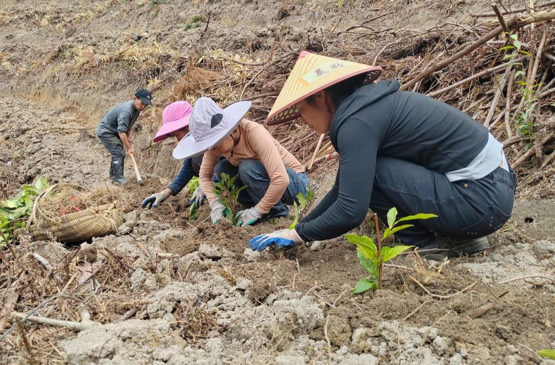 汝城：春耕茶山绿意浓 千亩茶园抢种忙