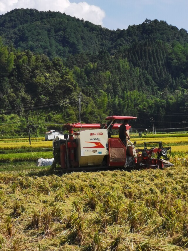 工作队送来种植宝典！通道横岭村富硒稻产业升级啦