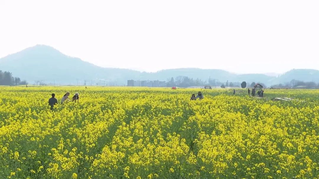 不负春光丨汝城：油菜花海进入最佳观赏期