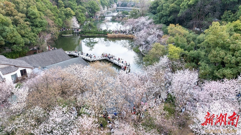 櫻花爛漫