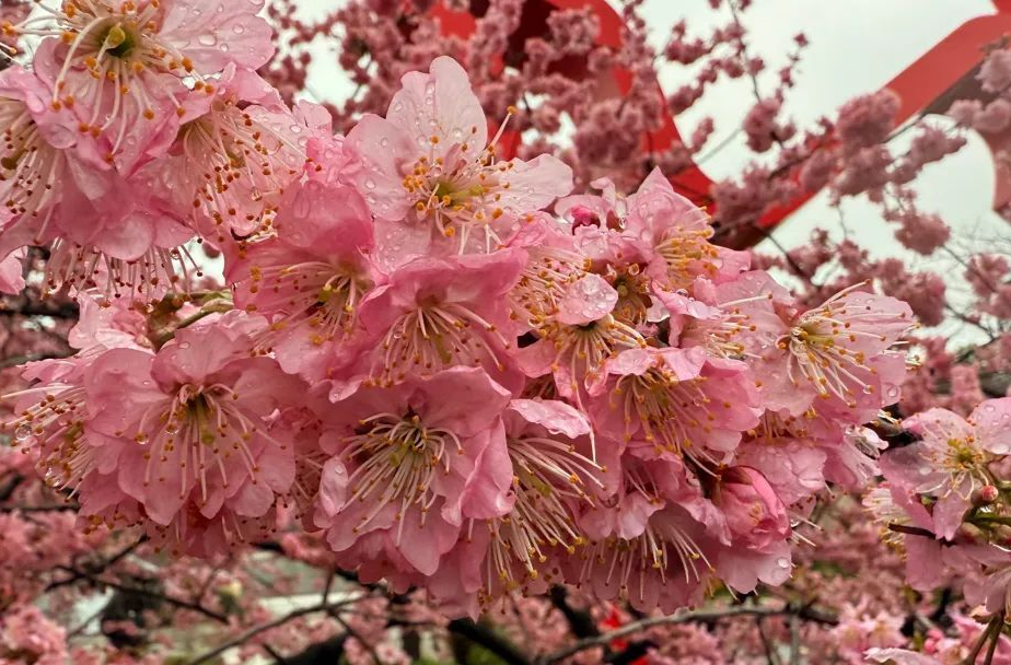 今年惊蛰有点冷，长沙春天何时来  