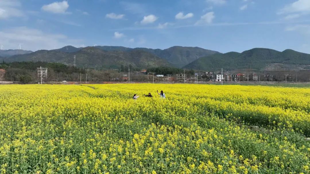 蓝山雷家岭村：油菜花开乡村美