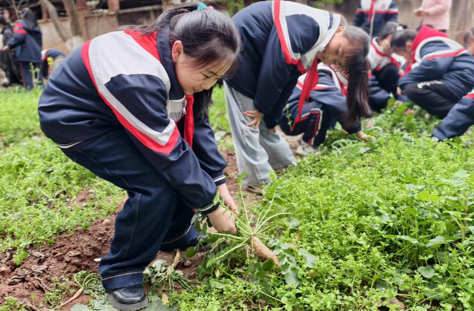 石鼓區(qū)朝陽小學(xué)：遇見勞動“美”，成長伴“蔬”香