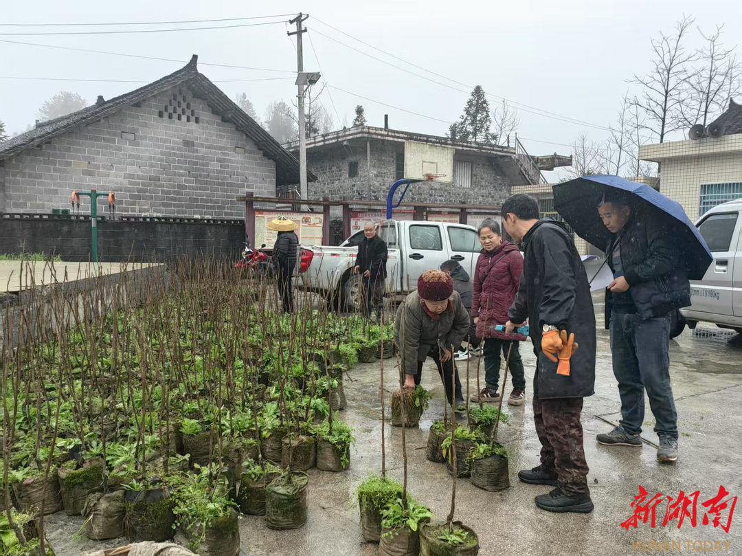 小小柿子树 美化大家园