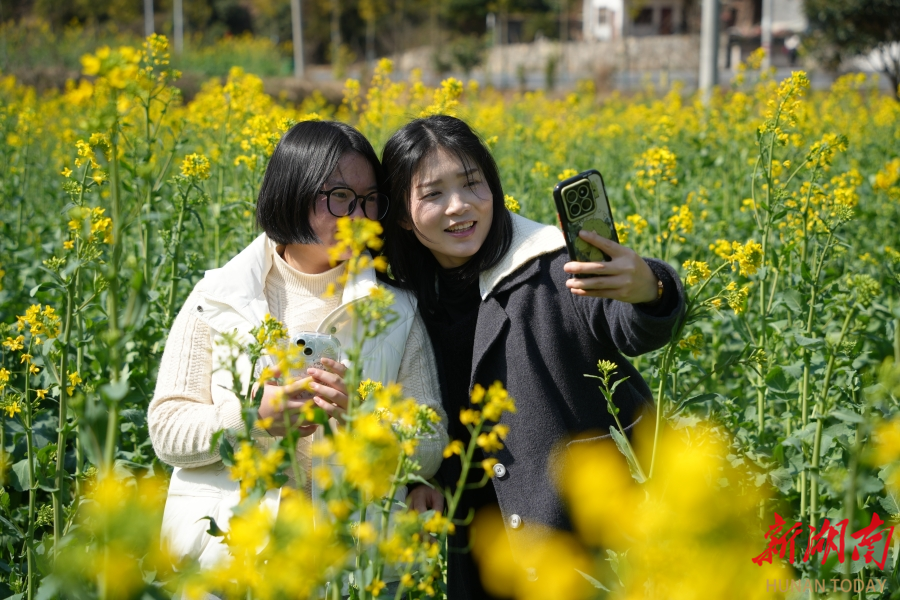 綏寧：油菜花開醉游人