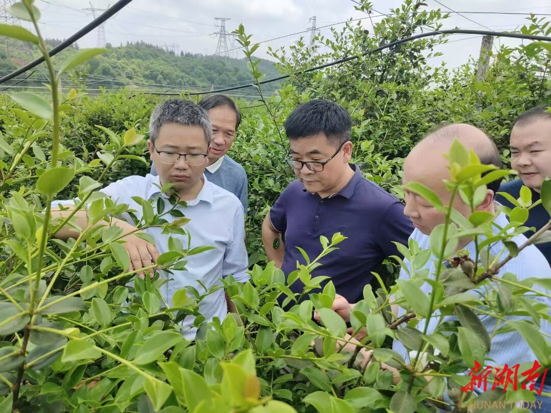 永州种苗：筑牢绿色根基 赋能乡村振兴