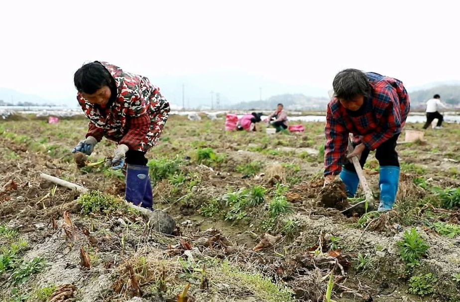 郴州汝城：香芋丰收俏市场 农民走上富“芋”路