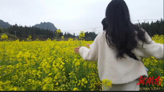 新田：油菜花开 乐享美景