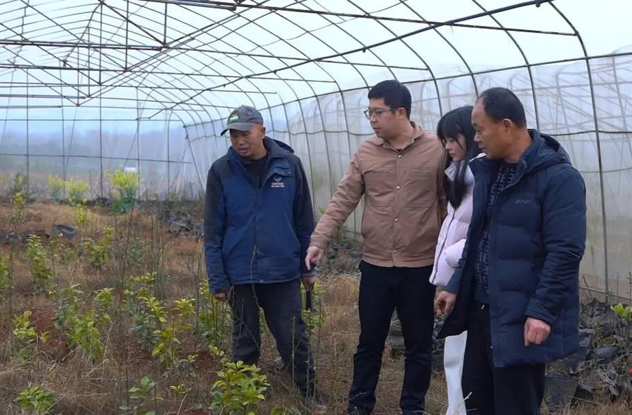 不负春光丨临武：果树剪枝 剪出丰收好“钱”景