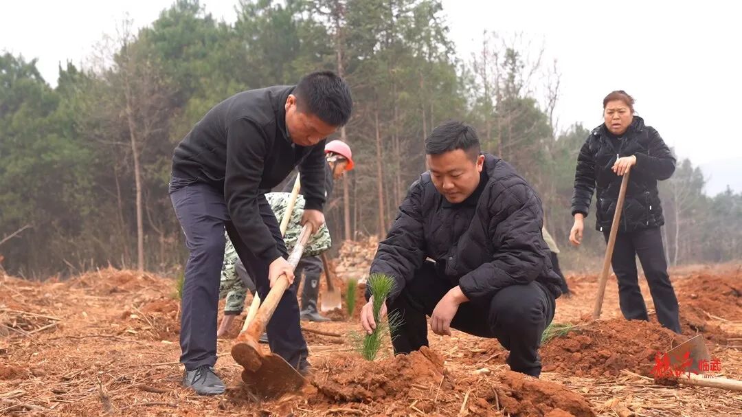 临武县：义务植树“加速度” 开启湘江源生态新篇章