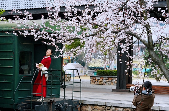 Plum Flowers Bloom at Locomotive Cultural Park