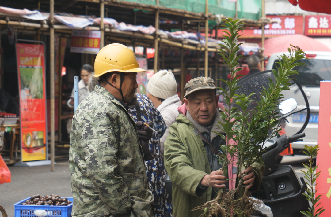 会同县初春苗木市场销售火热