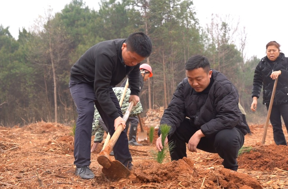 临武：义务植树“加速度”，开启湘江源生态新篇章