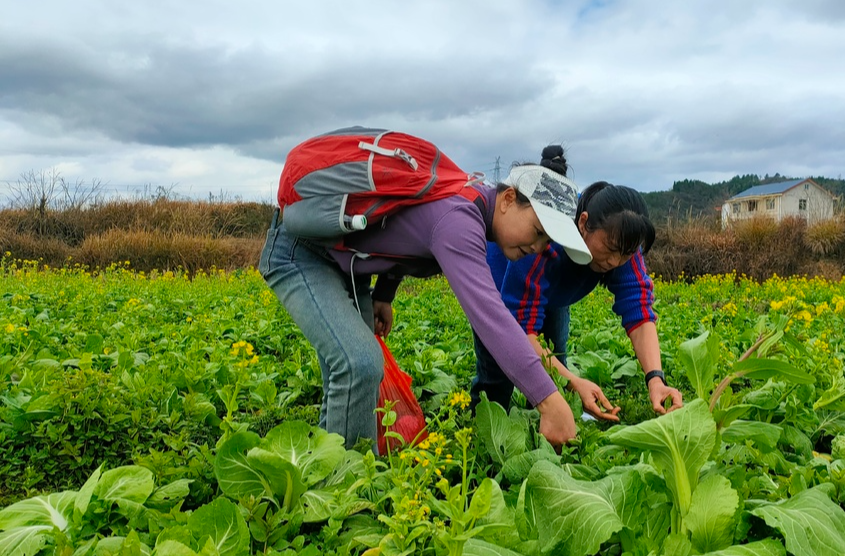 靖州：市民进山觅野菜，将 “春天的味道”采摘回家、端上餐桌